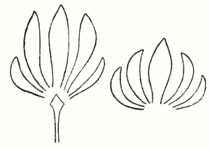 Lotus Petals