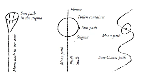 The plant's relationship to the sun and moon