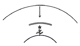 Earth's surface with plant roots