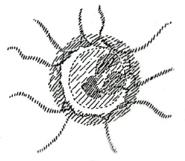 Round form in the embryo